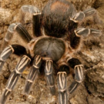 Top 10 Facts about Skeleton Tarantula