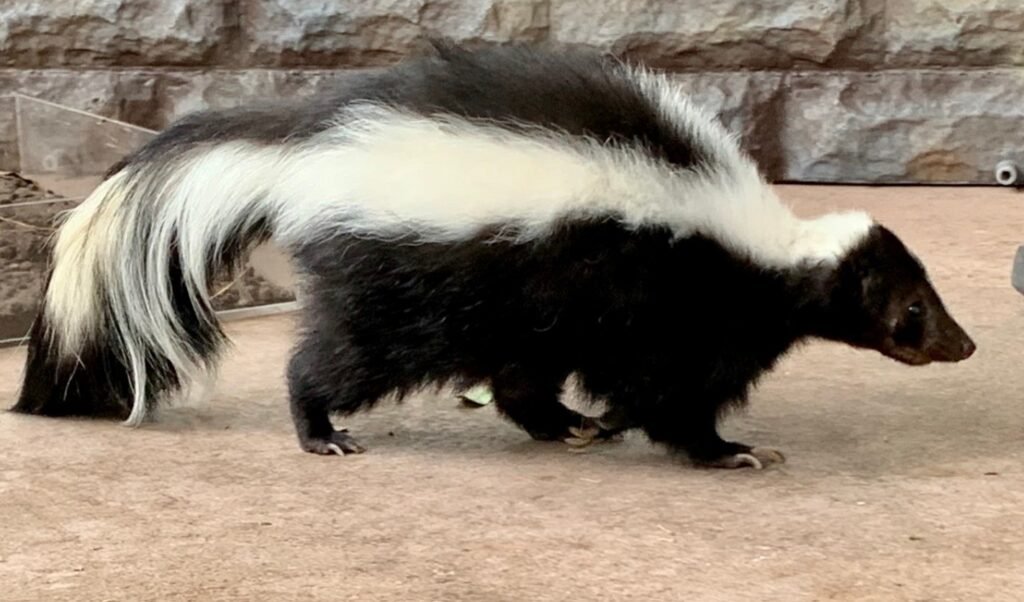 Top 10 Facts about Skunk
