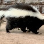 Top 10 Facts about Skunk