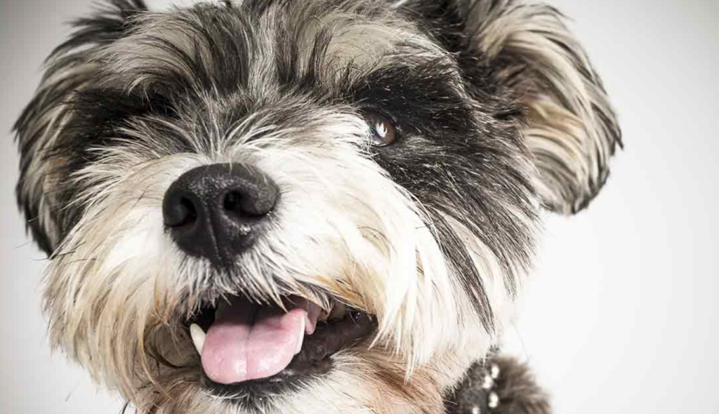 Top 10 Facts about Snorkie Dog