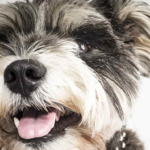 Top 10 Facts about Snorkie Dog