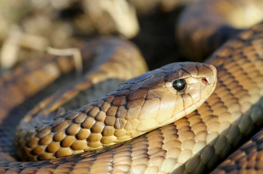 Top 10 Facts about Snouted Cobra