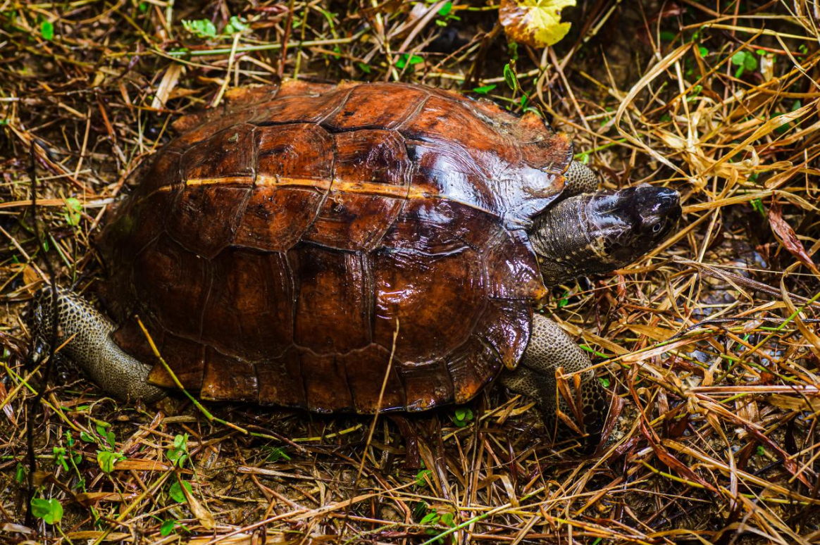 Top 10 Facts about Spiny Hill Turtle