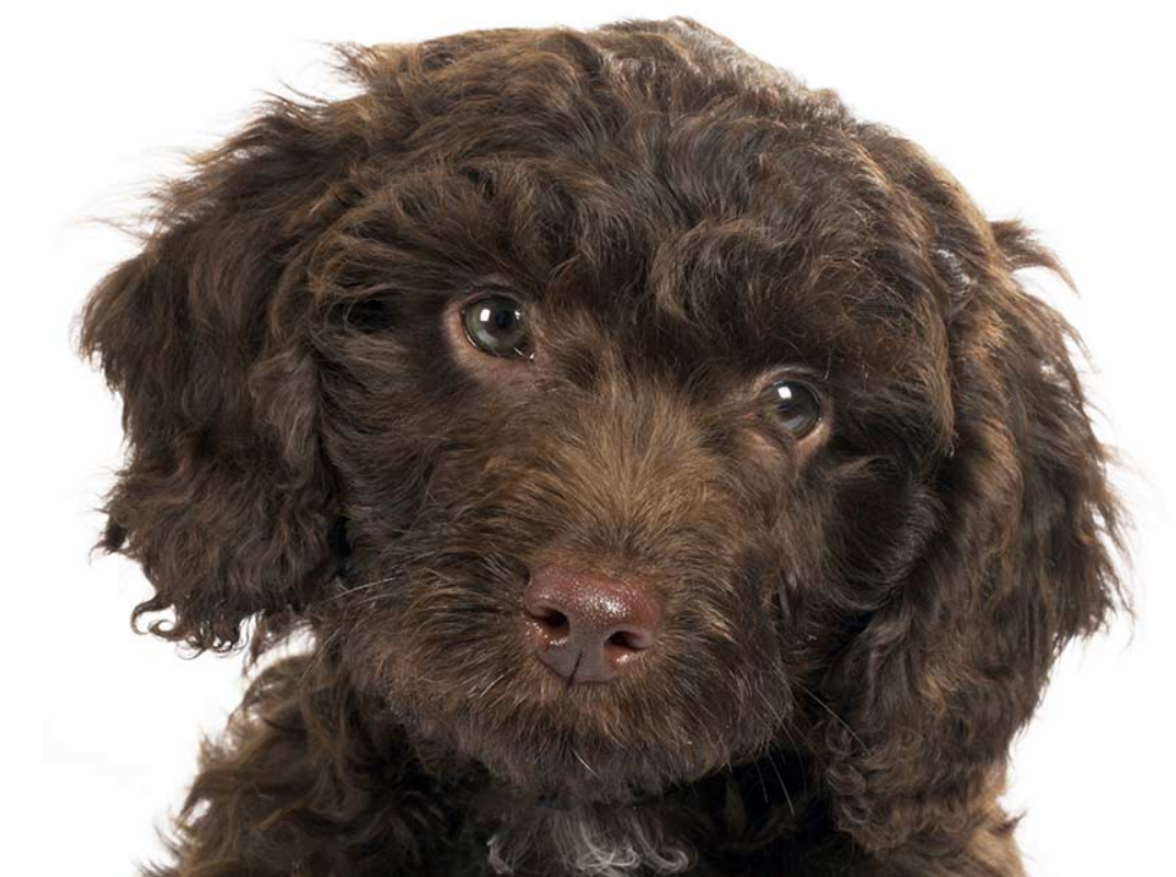 Top 10 Facts about Springerdoodle