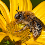 Top 10 Facts about Squash Bee