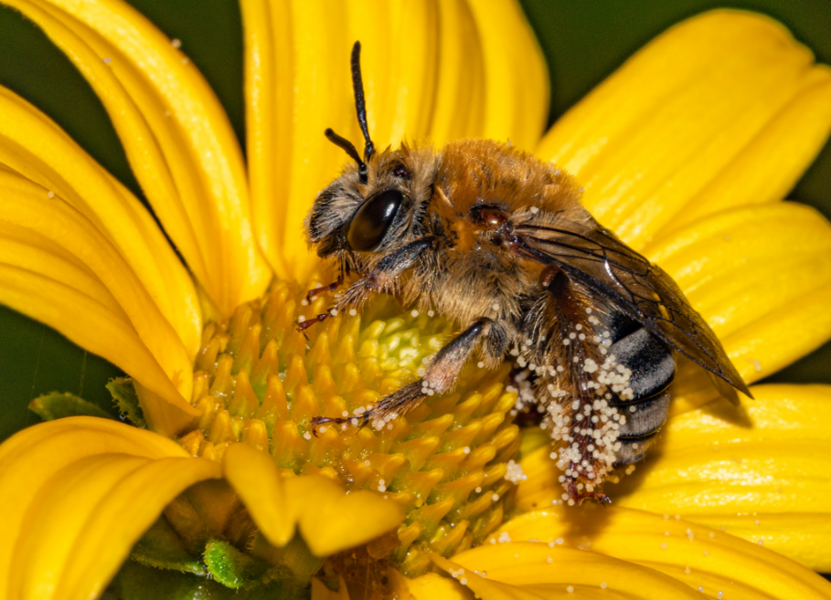 Top 10 Facts about Squash Bee