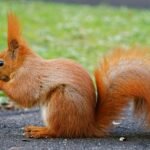 Top 10 Facts about Squirrel