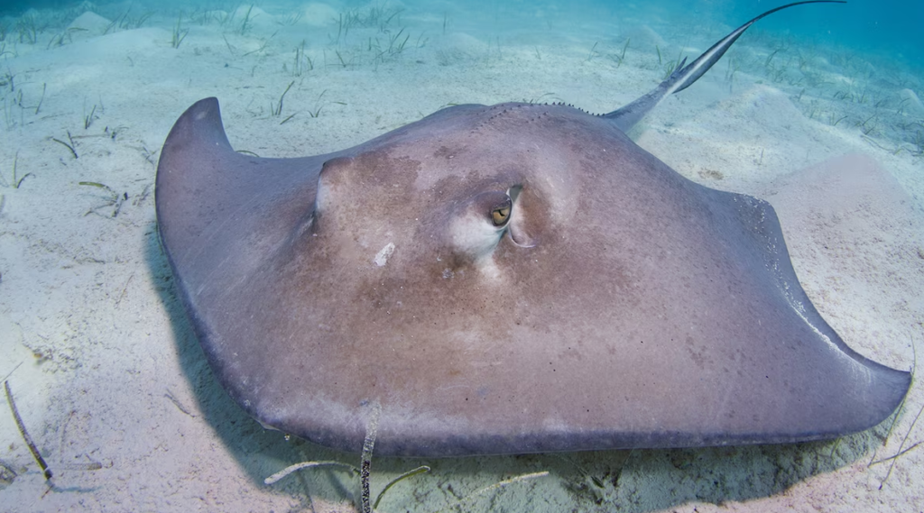 Top 10 Facts about Stingray