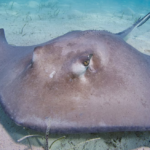 Top 10 Facts about Stingray