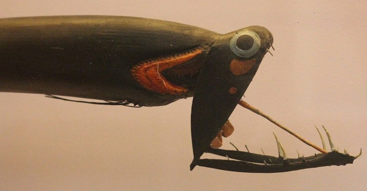 Top 10 Facts about Stoplight Loosejaw Fish