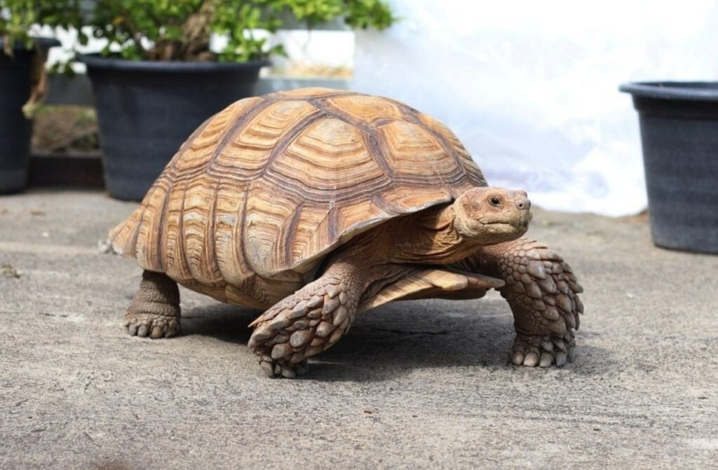 Top 10 Facts about Sulcata Tortoise