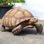 Top 10 Facts about Sulcata Tortoise