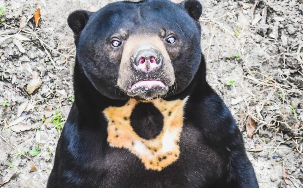 Top 10 Facts about Sun Bear