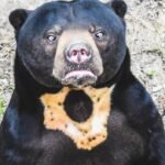 Top 10 Facts about Sun Bear