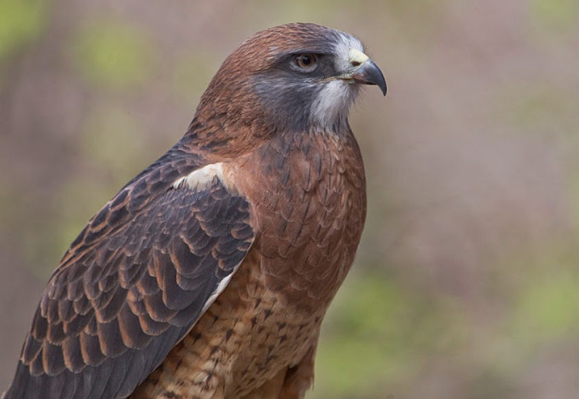 Top 10 Facts about Swainson’s Hawk