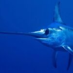Top 10 Facts about Swordfish