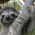 facts about sloth