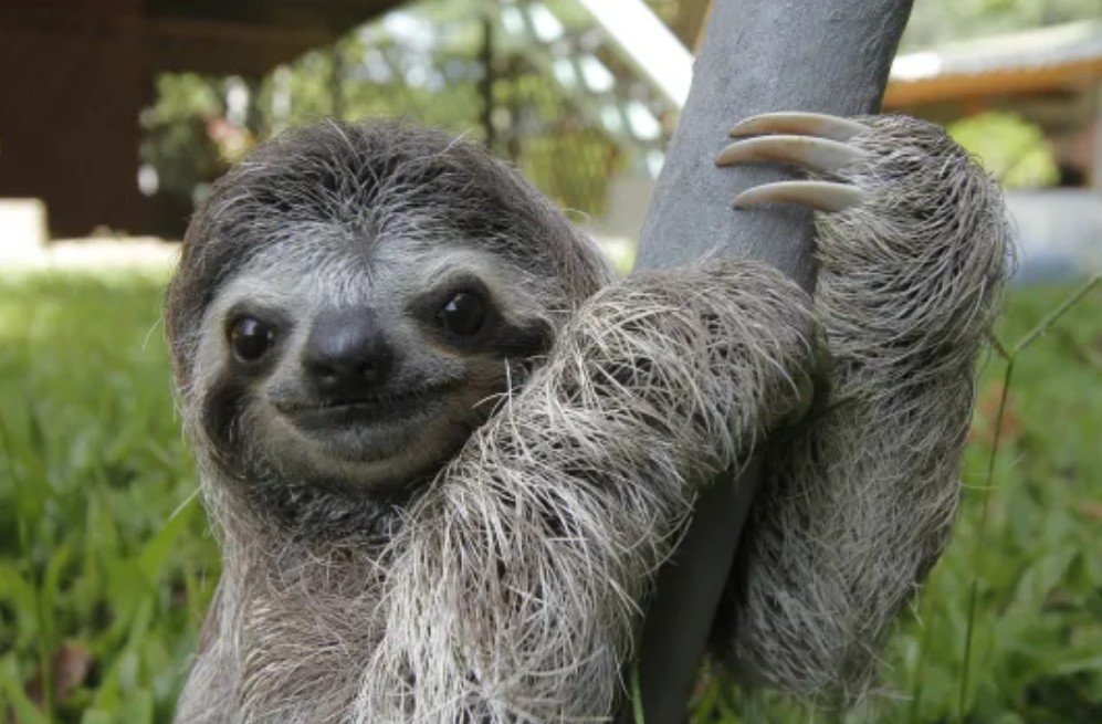 facts about sloth