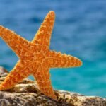 Starfish Habitat and Global Distribution