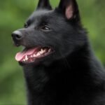 Top 10 Facts about Schipperke Dog