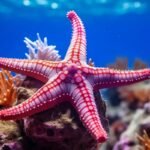 Top 10 Facts about Starfish