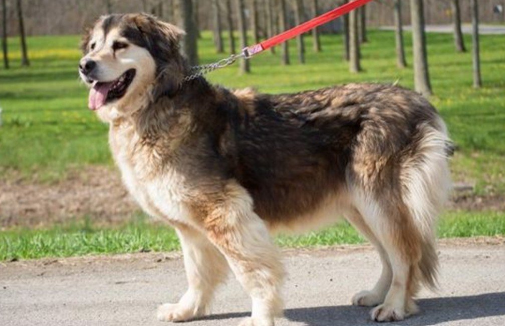 Amazing Facts About Saint Shepherd