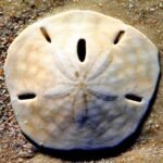 Amazing Facts About Sand Dollar