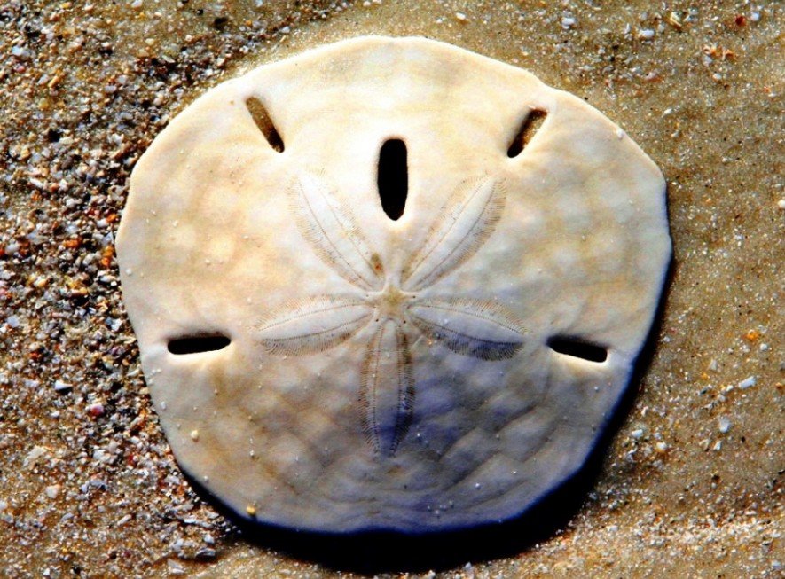 Amazing Facts About Sand Dollar