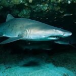 Amazing Facts About Sand Tiger Shark