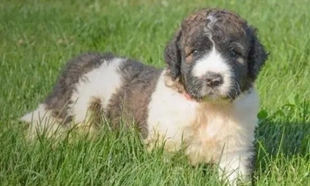 Frequently Asked Questions about Saint Berdoodle