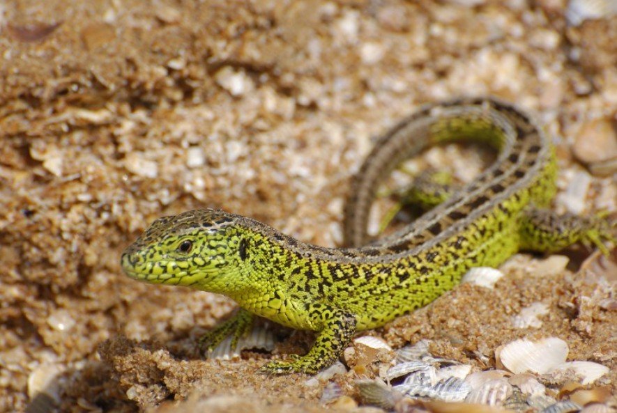 Frequently Asked Questions about Sand Lizard
