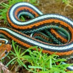 Physical Attributes of the San Francisco Garter Snake