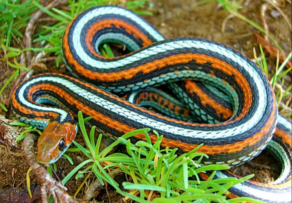 Physical Attributes of the San Francisco Garter Snake