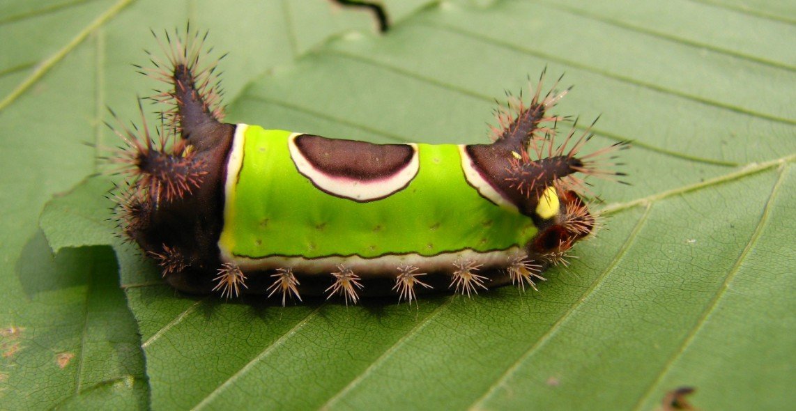 Physical Characteristics of the Saddleback Caterpillar