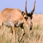 Physical Characteristics of the Saiga Antelope