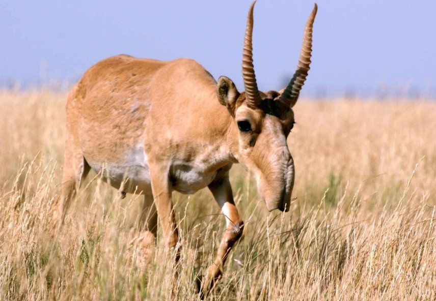 Physical Characteristics of the Saiga Antelope