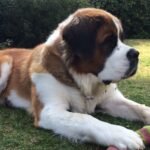Physical Characteristics of the Saint Bernard Dog