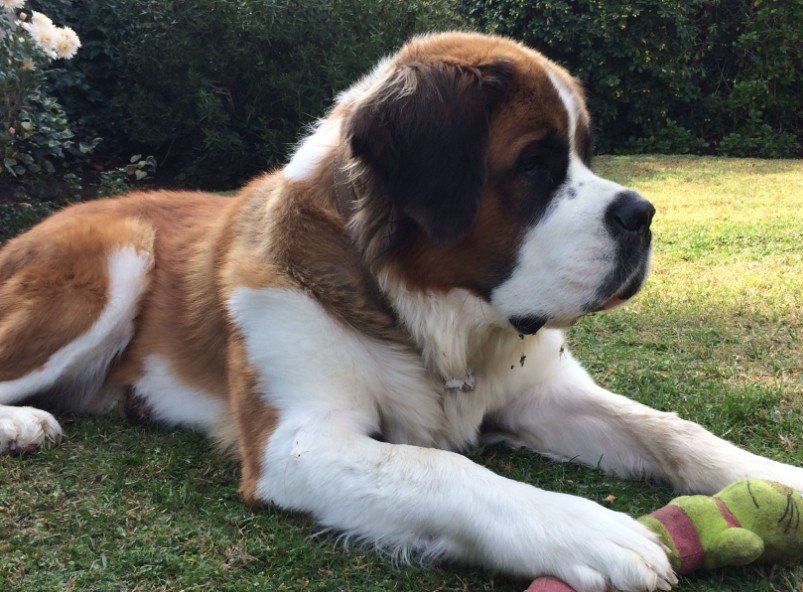 Physical Characteristics of the Saint Bernard Dog