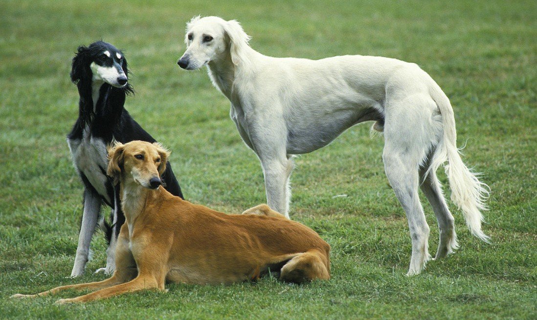 Physical Characteristics of the Saluki Dog