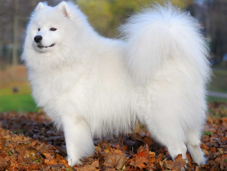 Physical Characteristics of the Samoyed Dog