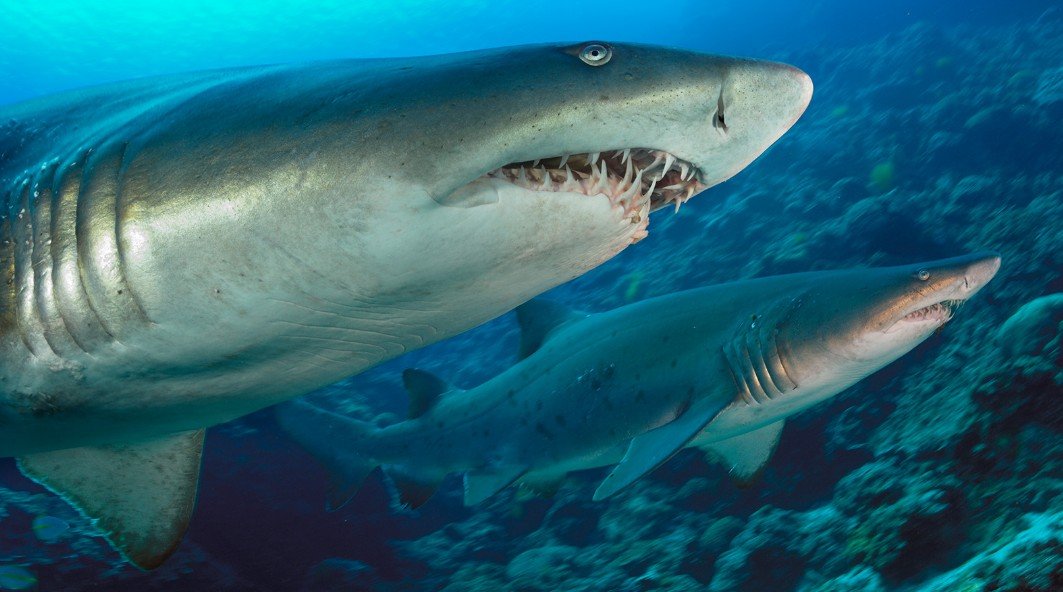 Physical Characteristics of the Sand Tiger Shark