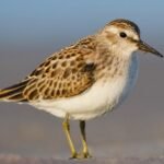 Physical Features of Sandpiper Birds
