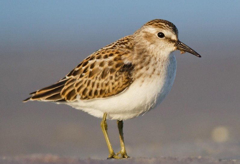 Physical Features of Sandpiper Birds