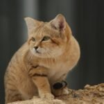 Quick Top 10 Facts about Sand Cat