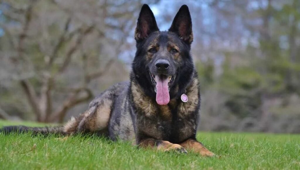 Facts about Sable German Shepherd