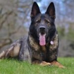 Facts about Sable German Shepherd