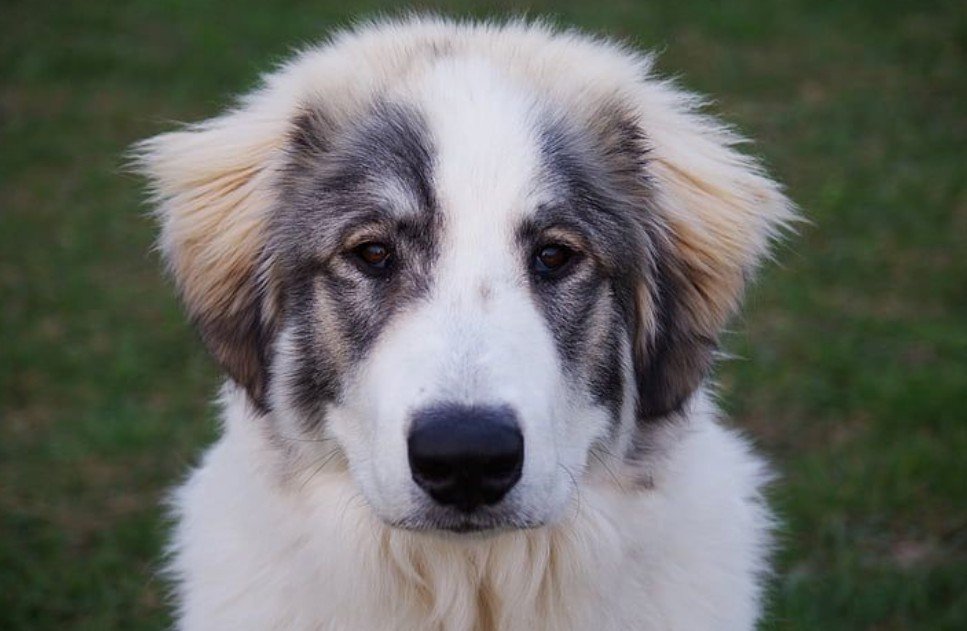 Saint Shepherd Scientific Classification
