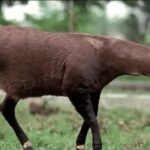 Saola Physical Characteristics