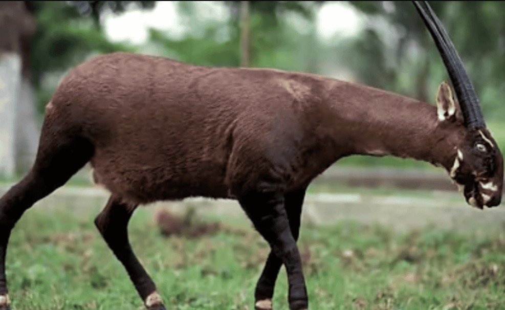 Saola Physical Characteristics