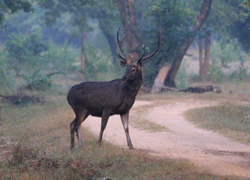 The Majestic Deer of South Asia